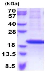 SDS-PAGE - Recombinant Human RPS18 protein (denatured) (His tag N-Terminus) (AB171466)