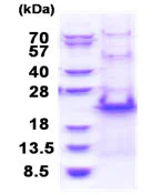 SDS-PAGE - Recombinant Human RPS20 protein (His tag N-Terminus) (AB174426)