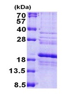 SDS-PAGE - Recombinant Human RPS24 protein (His tag N-Terminus) (AB167909)