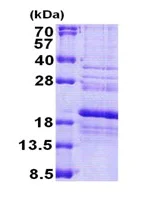 SDS-PAGE - Recombinant Human RPS24 protein (His tag N-Terminus) (AB167909)