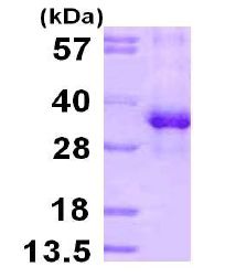SDS-PAGE - Recombinant Human RPS3 protein (His tag N-Terminus) (AB113158)