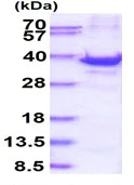 SDS-PAGE - Recombinant Human RPS3A protein (His tag N-Terminus) (AB128458)