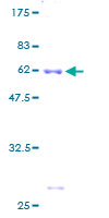 SDS-PAGE - Recombinant Human RPS6 protein (GST tag N-Terminus) (AB195250)