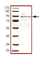 SDS-PAGE - Recombinant Human RPS6KL1 protein (AB127149)