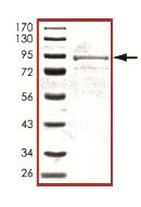 SDS-PAGE - Recombinant Human RPS6KL1 protein (GST tag N-Terminus) (AB127149)