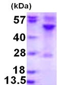 SDS-PAGE - Recombinant Human RRAGC protein (AB123171)
