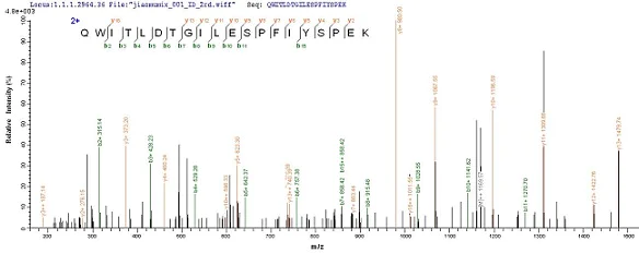 Mass Spectrometry - Recombinant Human RRP2 protein (His tag) (AB236185)