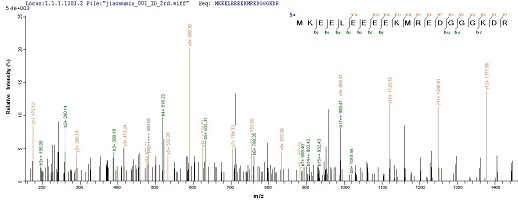 Mass Spectrometry - Recombinant Human RRP2 protein (His tag) (AB236185)