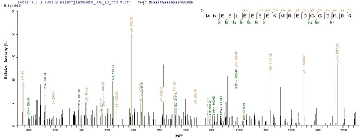 Mass Spectrometry - Recombinant Human RRP2 protein (His tag) (AB236185)