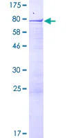 SDS-PAGE - Recombinant Human RSBN1/Rosbin protein (GST tag N-Terminus) (AB162810)