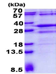 SDS-PAGE - Recombinant Human RSG1 protein (AB139230)