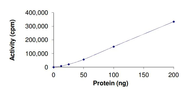 Functional Studies - Recombinant human Rsk 2 / MAPKAP Kinase 1b (mutated I416V) protein (Active) (AB268950)