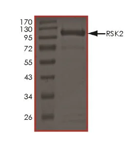 SDS-PAGE - Recombinant human Rsk 2 / MAPKAP Kinase 1b (mutated I416V) protein (Active) (AB268950)