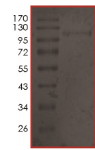 Recombinant human Rsk 2 / MAPKAP Kinase 1b (mutated Y483C) protein