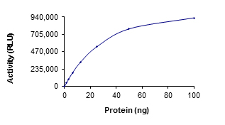 Recombinant human Rsk 2 / MAPKAP Kinase 1b protein