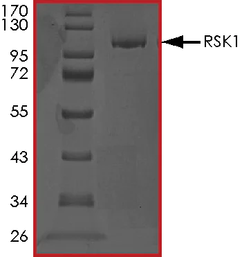 SDS-PAGE - Recombinant human RSK1 p90 protein (AB60880)