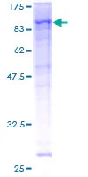 SDS-PAGE - Recombinant Human RSK1 p90 protein (GST tag N-Terminus) (AB159427)