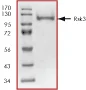 SDS-PAGE - Recombinant human RSK3 protein (AB60882)