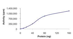 Functional Studies - Recombinant human RSK4 protein (Active) (AB85296)