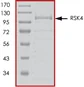SDS-PAGE - Recombinant human RSK4 protein (Active) (AB85296)