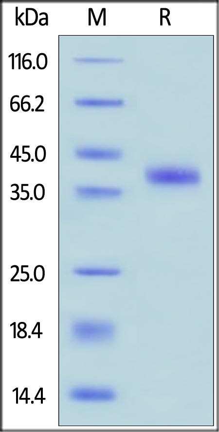 Recombinant human RSPO1 protein