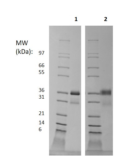 SDS-PAGE - Recombinant human RSPO1 protein (Active) (AB246420), expandable thumbnail