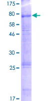 SDS-PAGE - Recombinant Human RST protein (GST tag N-Terminus) (AB165092)