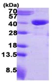 SDS-PAGE - Recombinant Human RTN4IP1 protein (AB116191)