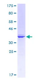 SDS-PAGE - Recombinant Human RUNX1 / AML1 protein (AB112260)