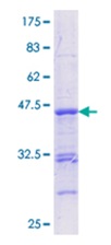 SDS-PAGE - Recombinant Human RUNX2 protein (AB112259)