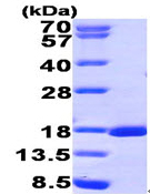 SDS-PAGE - Recombinant Human RUNX3 protein (His tag N-Terminus) (AB95893)