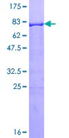 SDS-PAGE - Recombinant Human RXRG protein (GST tag N-Terminus) (AB114438)