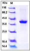 SDS-PAGE - Recombinant Human S100 alpha 2/S100A2 protein (Fc Chimera) (AB276219)