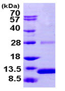 SDS-PAGE - Recombinant Human S100 alpha 2/S100A2 protein (His tag N-Terminus) (AB104821)