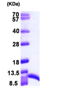 SDS-PAGE - Recombinant Human S100 alpha 6/PRA protein (AB104645)