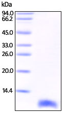 SDS-PAGE - Recombinant human S100 beta protein (AB200489), expandable thumbnail