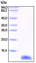 SDS-PAGE - Recombinant human S100 beta protein (AB200489)