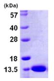 SDS-PAGE - Recombinant Human S100 Calcium Binding Protein A13/S100A13 (His tag N-Terminus) (AB105573)