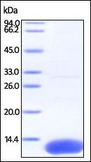 SDS-PAGE - Recombinant Human S100A10 protein (His tag) (AB221399), expandable thumbnail