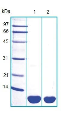 SDS-PAGE - Recombinant Human S100A12/CGRP protein (AB103393)