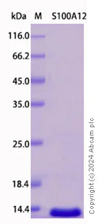 SDS-PAGE - Recombinant Human S100A12/CGRP Protein Standard (His tag) (AB316466)