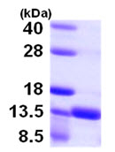 SDS-PAGE - Recombinant Human S100A16 protein (His tag N-Terminus) (AB105607)