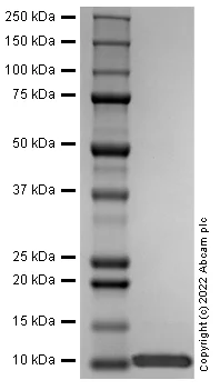 SDS-PAGE - Recombinant Human S100A4 Protein (AB290059)