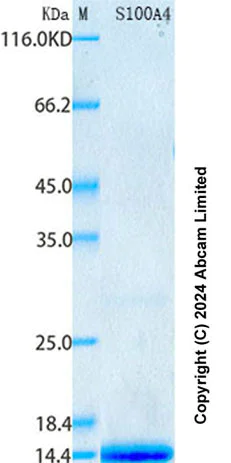 SDS-PAGE - Recombinant Human S100A4 Protein Standard (His tag) (AB316458)