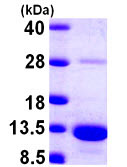 SDS-PAGE - Recombinant Human S100A5 protein (AB104750), expandable thumbnail