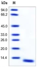 SDS-PAGE - Recombinant Human S100A8 protein (AB167749)
