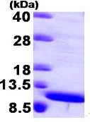 SDS-PAGE - Recombinant Human S100A8 protein (AB95343)