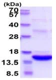 SDS-PAGE - Recombinant Human S100A8 protein (Tagged-His Tag) (AB219249)