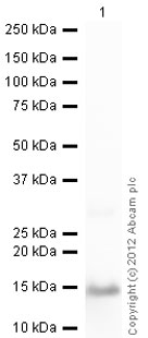 Western blot - Recombinant Human S100A9 protein (AB95909), expandable thumbnail