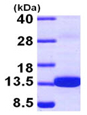 SDS-PAGE - Recombinant Human S100Z protein (AB97408), expandable thumbnail